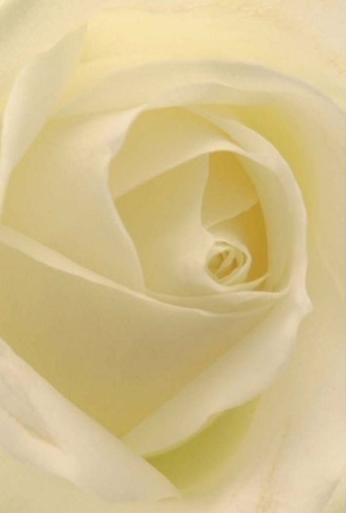 Gazing closely at this exquisite white rose, one is immediately captivated by its tranquil sophistication-each petal layered in soothing shades of cream and whisper-soft ivory that reflect the refined elegance favoured by our Crystal Palace clientele. The bloom seems gently illuminated from within, like the first sunlight cresting above the Crystal Palace Triangle, pouring through each curl to reveal a tapestry of subtle shadows and creamy highlights. The petals, nearly translucent at the edges, form a symmetrical spiral at the rose's core, hinting at purity and quiet resilience. The textured interplay of matte and silken surfaces invites a sense of touch, evoking silk sheets or morning mist dappling a local café window. To a florist, this rose represents more than beauty; it's a classic gesture-whether for a romantic note, a heartfelt apology, or an elegant presence at a wedding along Gipsy Hill. There's an unspoken fragrance implied-a clean, understated aroma that brings to mind the serenity of Westow Park after rain. Each detail of this handmade arrangement speaks of care and artistry, elevating any occasion across the neighbourhood with a serene sophistication. The bloom's flawless arrangement reflects both nature's wisdom and the hands that carefully select every stem, making it a perennial favourite for expressing meanings that need no words.